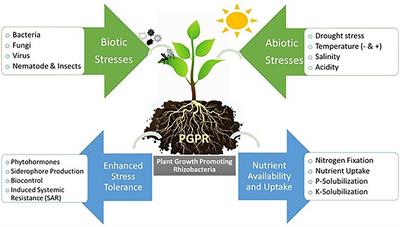 PGPR in Agriculture: A Sustainable Approach to Increasing Climate Change Resilience